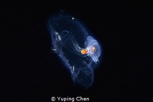 A Small Octopus in the Salp//Bonfire diving, Anilao,Phili... by Yuping Chen 